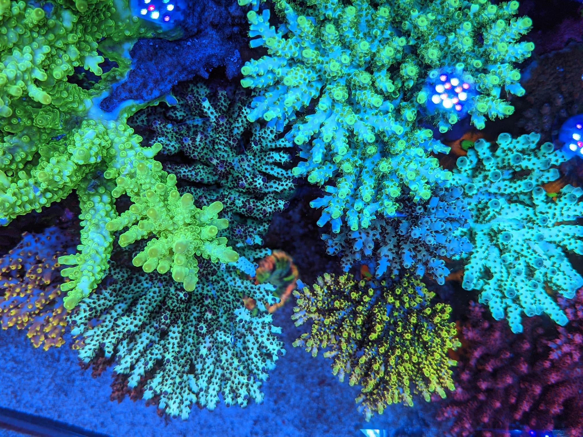 acuario sps Yoshi Fujisawa