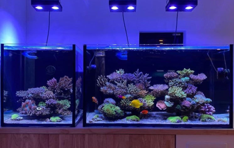 acuario marino de Takaki Yagisawa