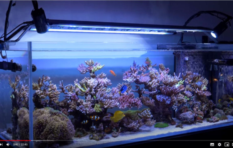 Acuario de Yoshi Fujisawa