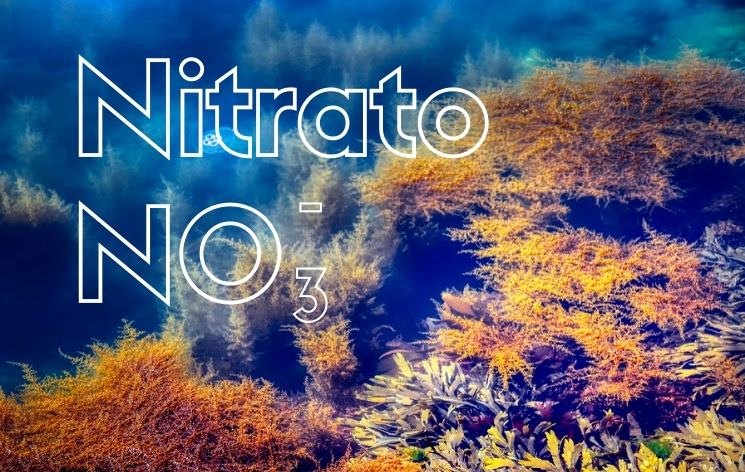 nitrato en el acuario marino de arrecife