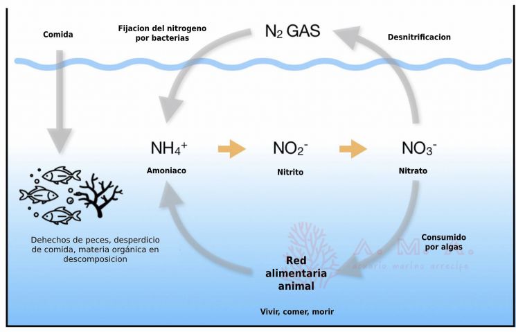ciclo nitrogeno acuario marino simple
