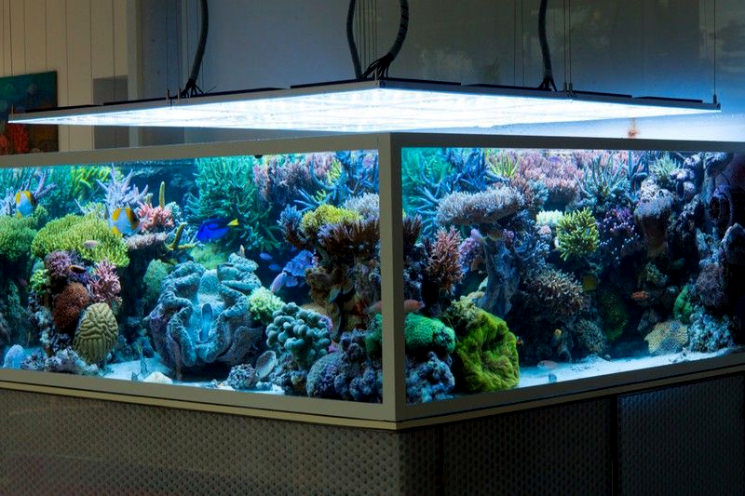 Acuario de exhibición Triton
